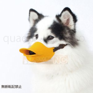 画像2: 【お取り寄せ商品】　口輪に見えないキュートな口輪「quack（クァック） closed L　オレンジ(1c/s 10個）」