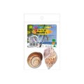 【お取り寄せ商品】　天然の造形が美しい巻貝の貝殻！「オカヤドカリの宿替え貝殻Ｌ 」