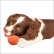 画像6: 【お取り寄せ商品】　室内での愛犬とのコミュニケーションに最高ボール！「Ｒｕｂｂ’ｎ’Ｒｏｌｌ　ソフトラバーボール　Ｓ」