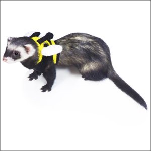 画像1: 【お取り寄せ商品】みつばちに変身！「ferret ランランハーネスウェア みつばち」