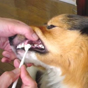 画像3: 犬の複雑な形の歯も簡単ブラッシング「犬口ケア　ティースブラシ(犬用ミニ歯ブラシ)」