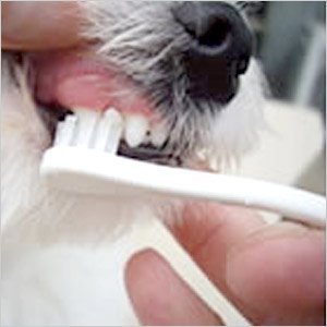 画像2: 小〜中型犬用歯ブラシ「犬口ケア　歯ブラシ Small Head」
