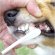 画像2: 中〜大型犬用歯ブラシ「犬口ケア　歯ブラシ Large Head」 (2)